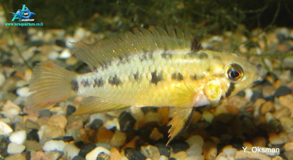 www.israquarium.co.il
